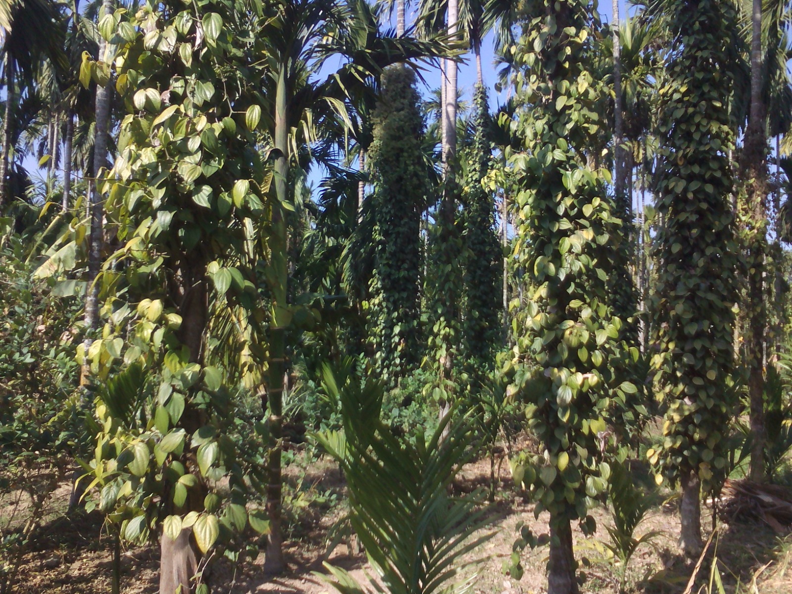 WhatsApp Image 2025-08-27 at 11.49.01 AM